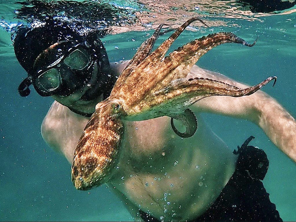 My Octopus teacher - บทเรียนสำคัญที่เราเรียนรู้ได้จากปลาหมึก